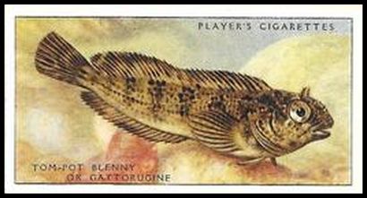 36 Tom Pot Blenny or Gattorugine